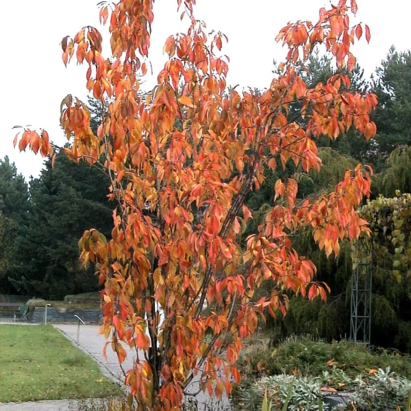 Prunus serrulata 'Amanogawa' – třešeň pilovitá 'Amanogawa'