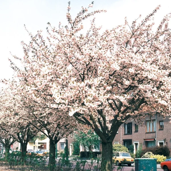 Prunus serrulata 'Hokusai' – třešeň pilovitá 'Hokusai'