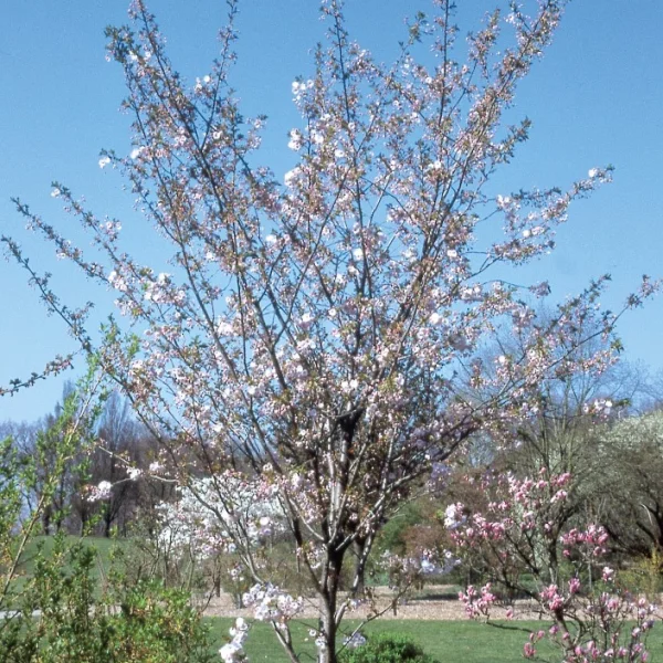 Prunus serrulata 'Ichiyo' – třešeň pilovitá 'Ichiyo'
