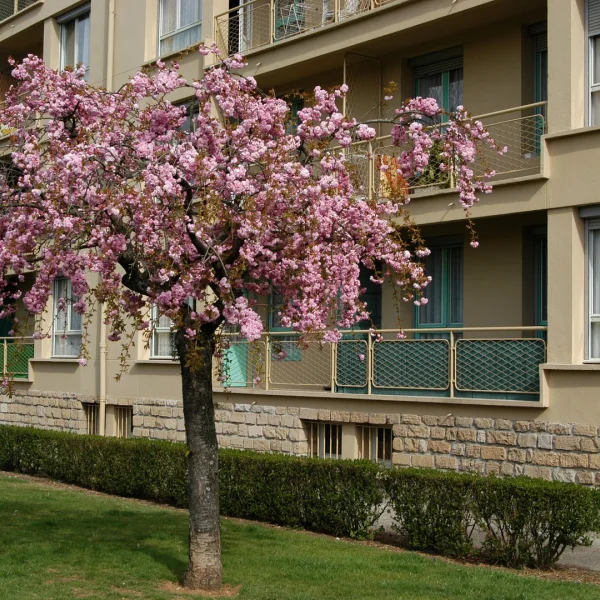 Prunus 'Kiku-shidare-zakura' – okrasná třešeň 'Kiku-shidare-zakura'