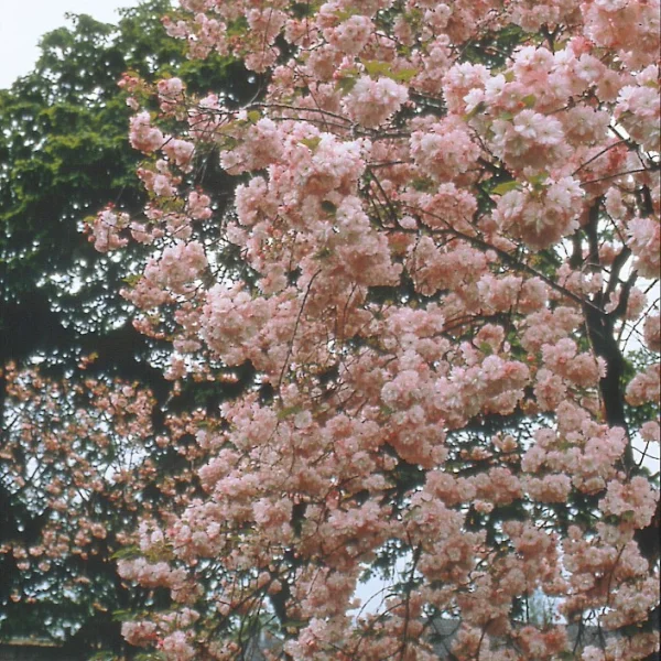 Prunus serrulata 'Pink Perfection' – třešeň pilovitá 'Pink Perfection'