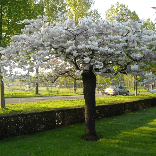 Prunus serrulata 'Shôgetsu' – slivoň pilovitá 'Shôgetsu'