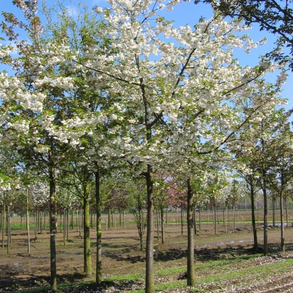 Prunus serrulata 'Shirotae' – třešeň pilovitá 'Shirotae'