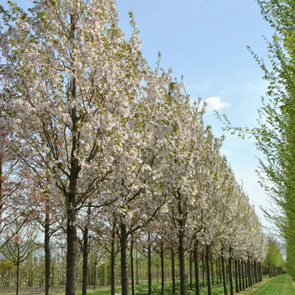 Prunus serrulata 'Sunset Boulevard' – višeň pilovitá 'Sunset Boulevard'