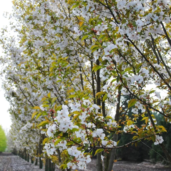 Prunus serrulata 'Taihaku' – sakura ozdobná 'Taihaku'