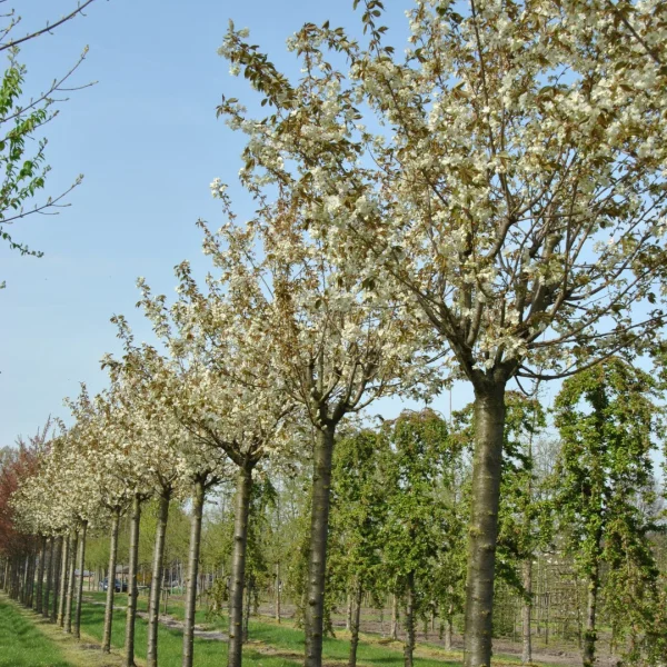 Prunus serrulata 'Ukon' – sakura ozdobná 'Ukon'