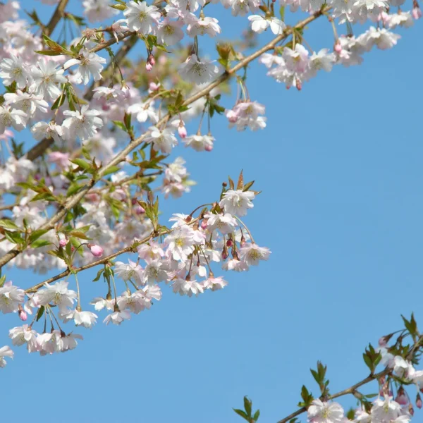 Prunus ×subhirtella 'Autumnalis Rosea' – višeň chloupkatá 'Autumnalis Rosea'