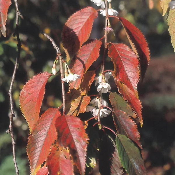 Prunus ×subhirtella 'Autumnalis' – višeň chloupkatá 'Autumnalis'