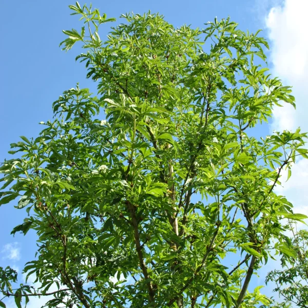 Aesculus 'Digitata' – jírovec 'Digitata'