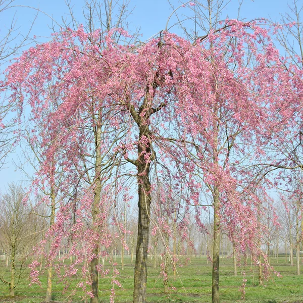 Prunus ×subhirtella 'Pendula Plena Rosea' – višeň chloupkatá 'Pendula Plena Rosea'