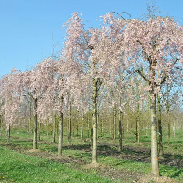 Prunus ×subhirtella 'Pendula' – višeň chloupkatá 'Pendula'