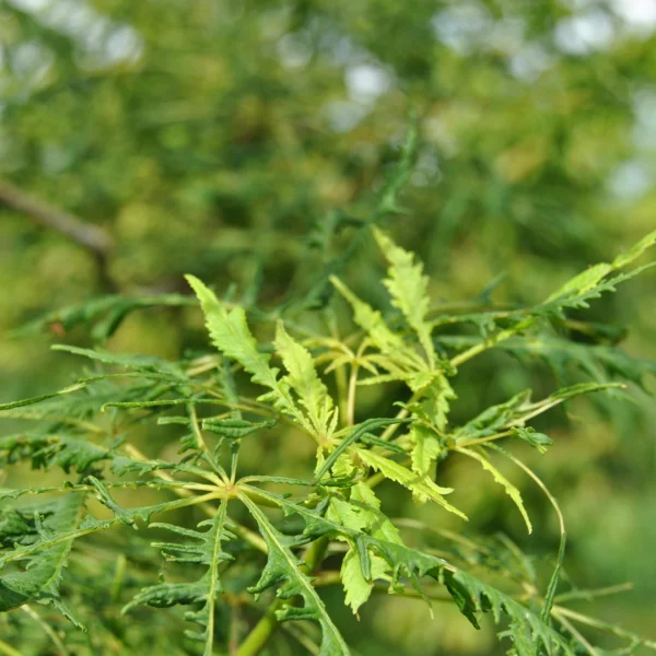 Aesculus 'Laciniata' – jírovec 'Laciniata'