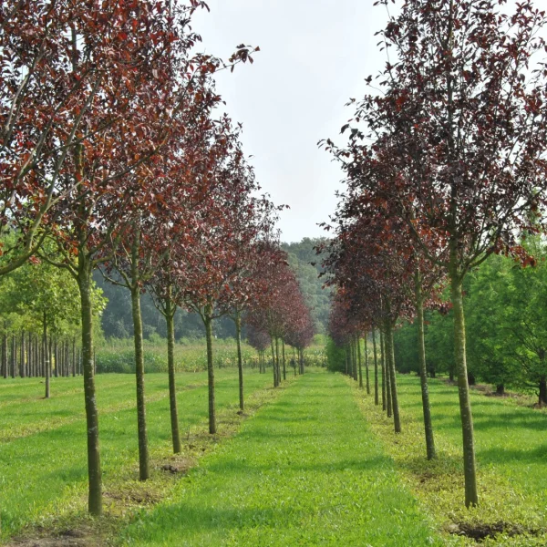 Prunus virginiana 'Canada Red' – střemcha viržinská 'Canada Red'