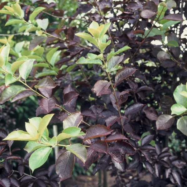 Prunus virginiana 'Shubert' – střemcha viržinská 'Shubert'