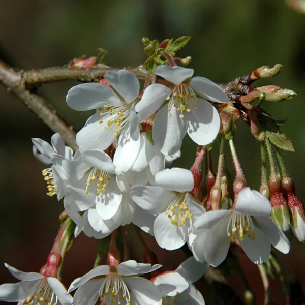 Prunus ×yedoensis 'Ivensii' – višeň jedoská 'Ivensii'