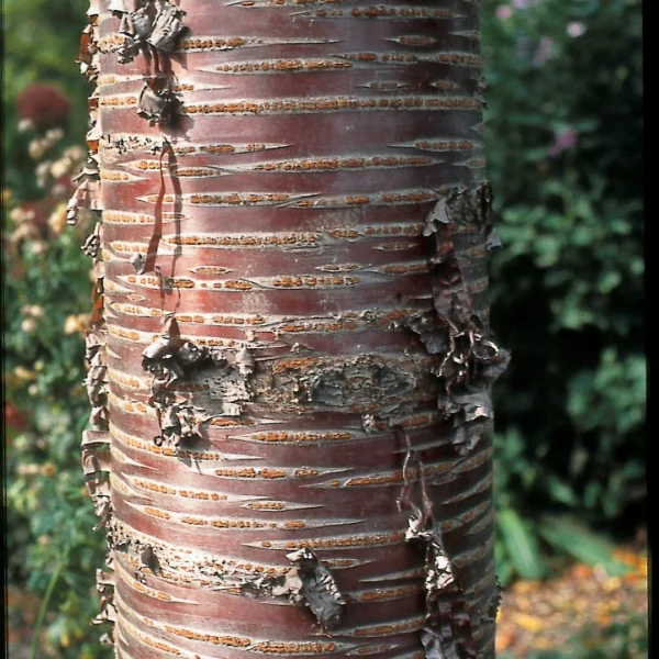 Prunus 'Mahogany Lustre' – okrasná třešeň 'Mahogany Lustre'
