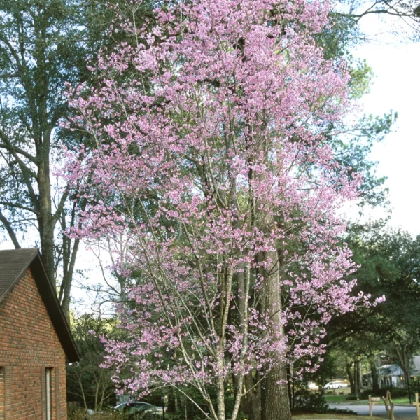 Prunus 'Okame' – sakura 'Okame'