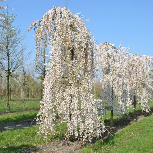 Prunus 'Snow Fountains' – okrasná třešeň 'Snow Fountains'