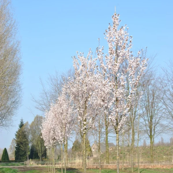 Prunus 'Spire' – slivoň Hillierova 'Spire'