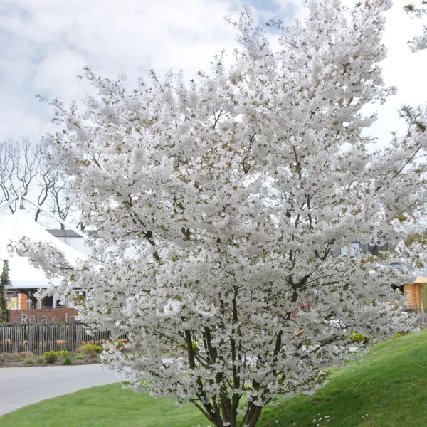 Prunus 'The Bride' – okrasná třešeň