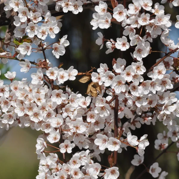 Prunus 'Trailblazer' – slivoň myrobalán 'Trailblazer'