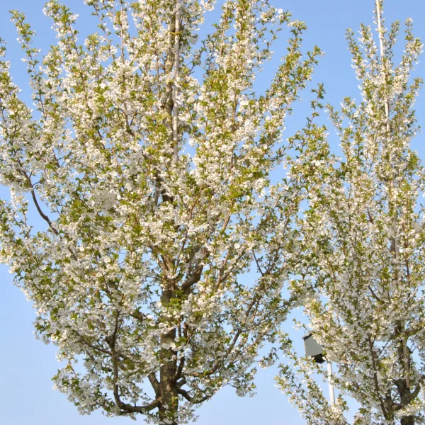 Prunus 'Umineko' – slivoň okrasná 'Umineko'