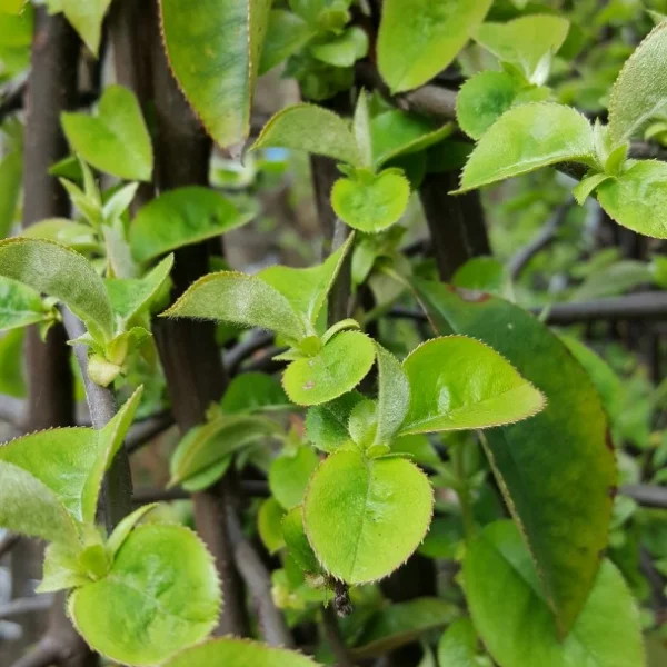 Pseudocydonia sinensis – kdoulovec čínský