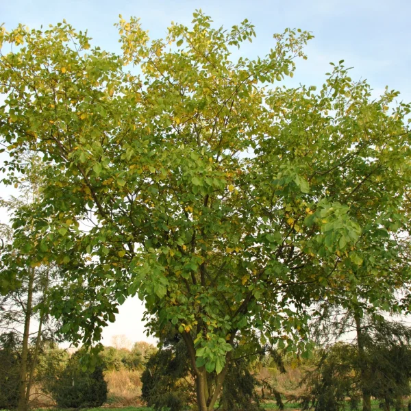 Ptelea trifoliata – křídlatec trojlistý