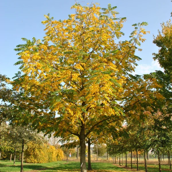 Pterocarya fraxinifolia – lapina jasanolistá
