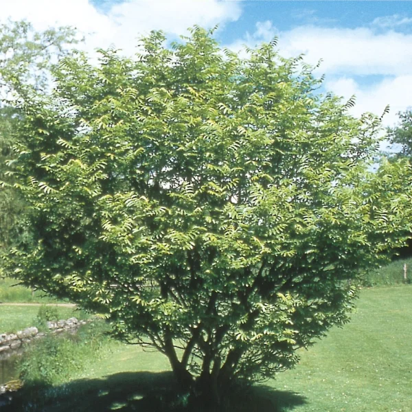 Pterocarya fraxinifolia var. dumosa – lapina jasanolistá var. Dumosa