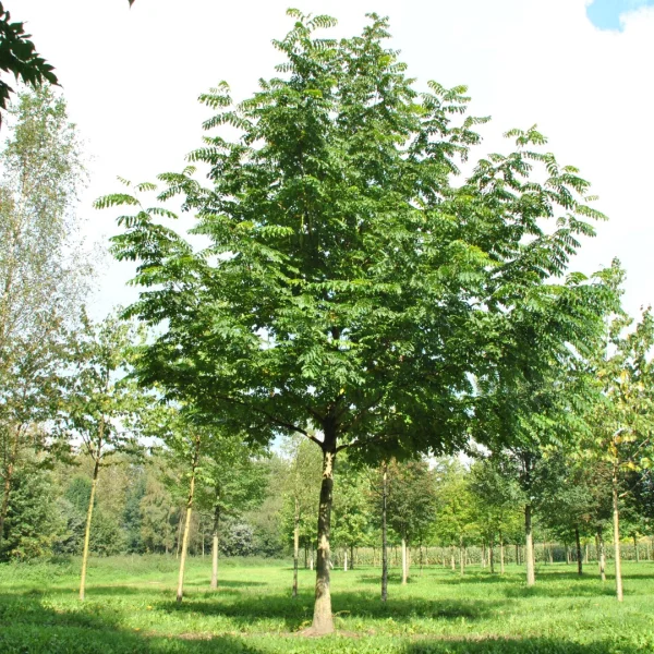 Pterocarya fraxinifolia 'Heereplein' – lapina jasanolistá 'Heereplein'