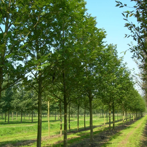 Pterocarya stenoptera – lapina úzkokřídlá