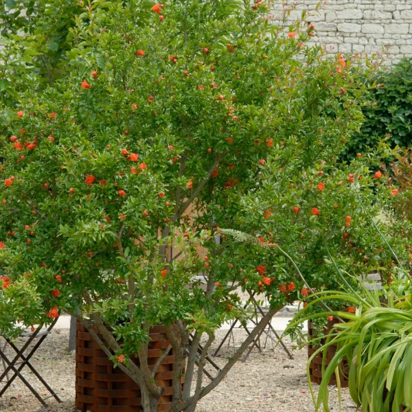 Punica granatum – marhaník granátový