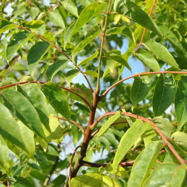 Ailanthus altissima – pajasan žláznatý
