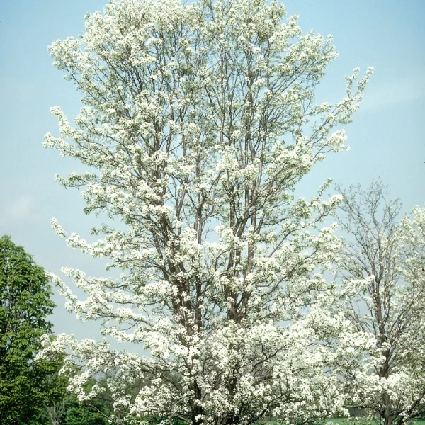 Pyrus calleryana 'Aristocrat' – hrušeň Calleryova 'Aristocrat'