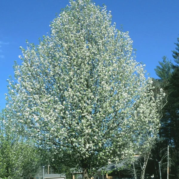Pyrus calleryana 'Bradford' – hrušeň Calleryova 'Bradford'