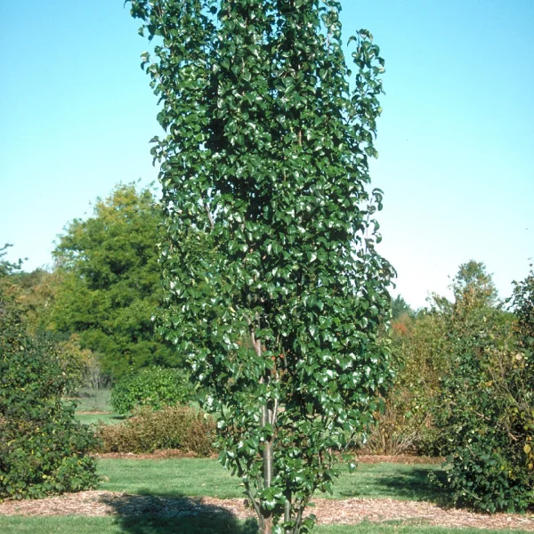 Pyrus calleryana 'Capital' – hrušeň Calleryova 'Capital'