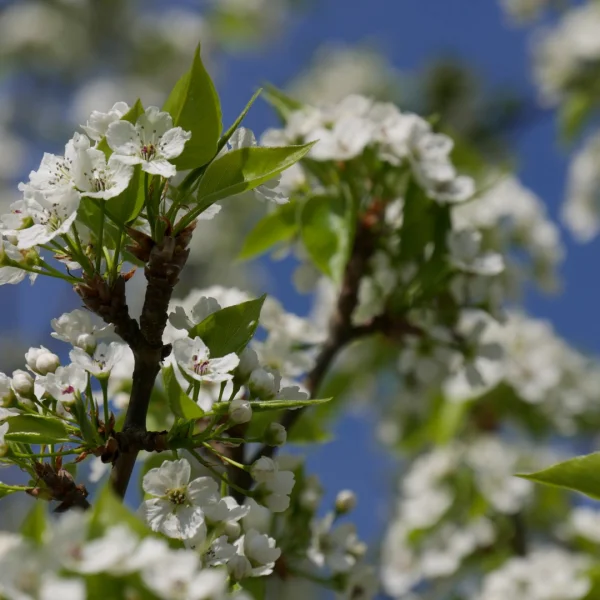 Pyrus calleryana 'Redspire' – hrušeň Calleryova 'Redspire'