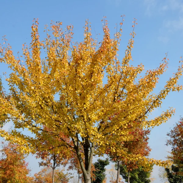 Pyrus regelii – hrušeň Regelova