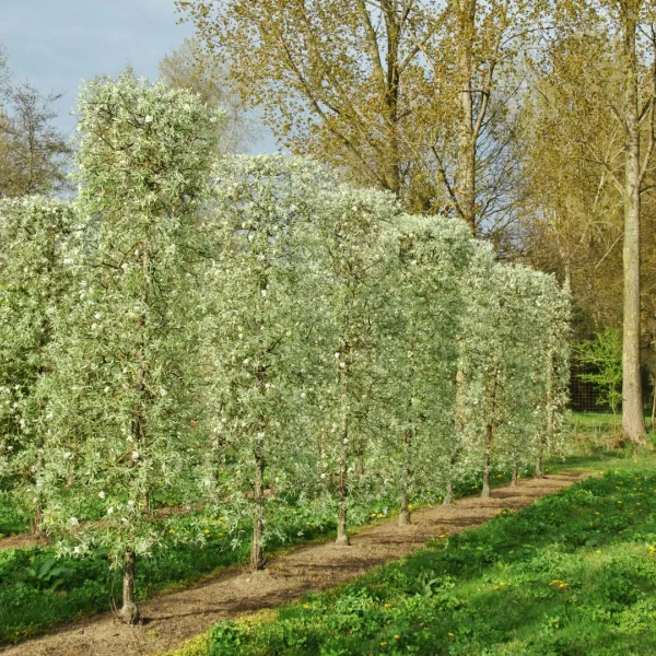 Pyrus salicifolia 'Pendula' – hrušeň vrbolistá 'Pendula'