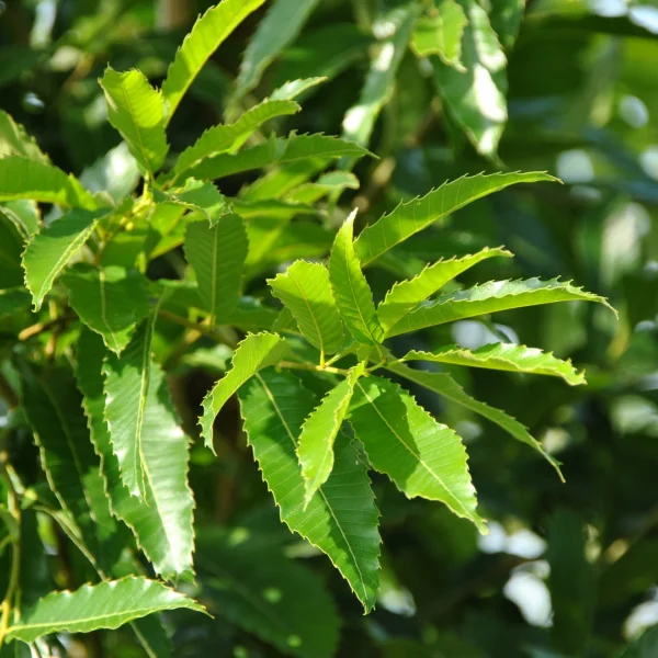 Quercus acutissima – dub špičatolistý