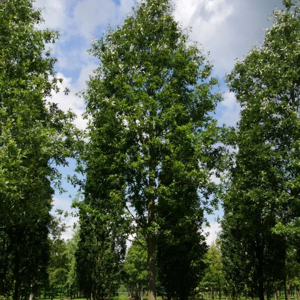 Quercus castaneifolia – dub kaštanolistý