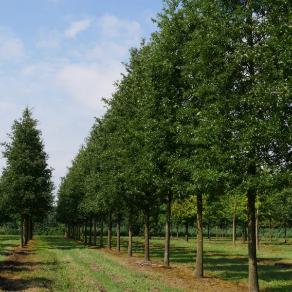 Quercus cerris – Dub cer