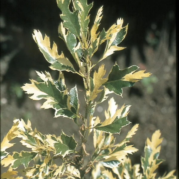 Quercus cerris 'Argenteovariegata' – dub cer 'Argenteovariegata'