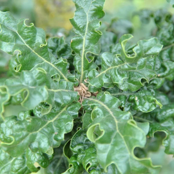 Quercus cerris 'Curly Head' – dub cer 'Curly Head'