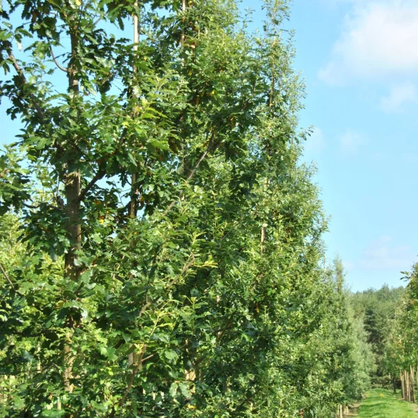 Quercus cerris 'Marvellous' – dub cer 'Marvellous'