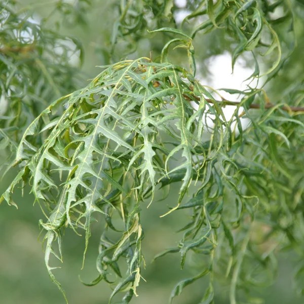 Quercus cerris 'Summer Veil' – dub cer 'Summer Veil'