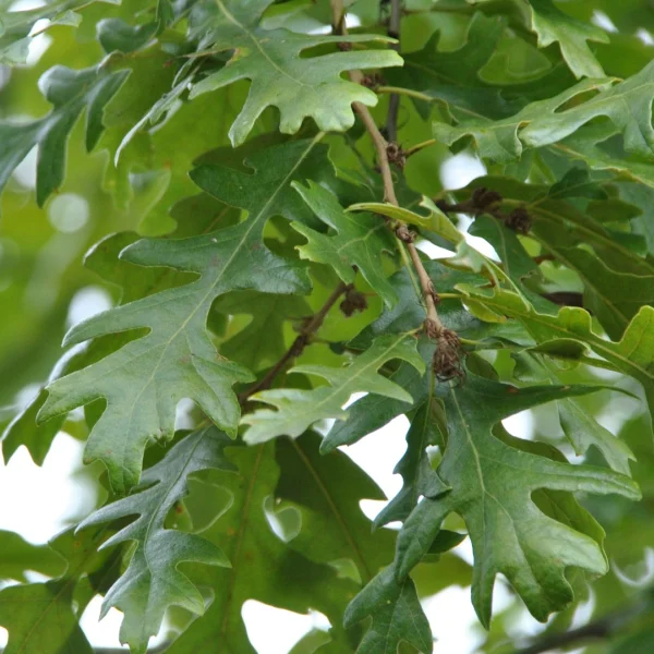 Quercus cerris 'Wodan' – dub cer 'Wodan'