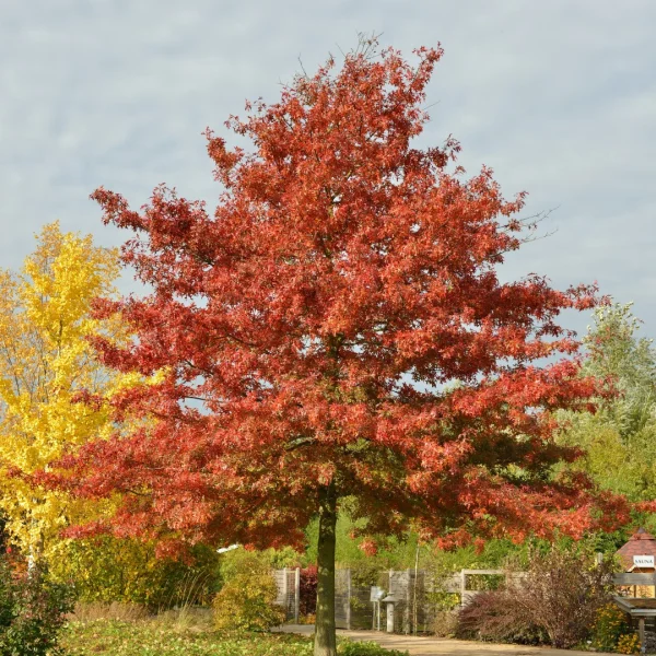 Quercus coccinea – dub šarlatový