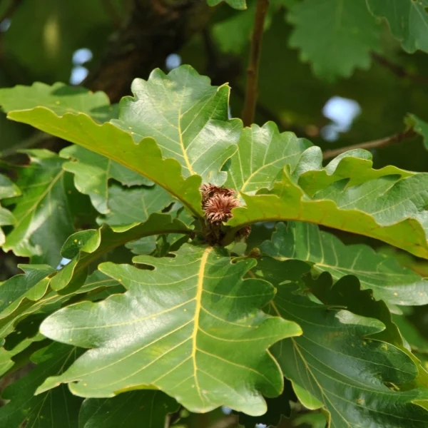 Quercus dentata – dub zubatý